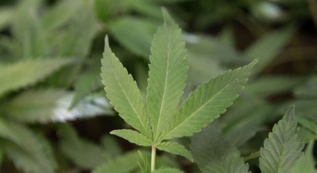 marijuana_5