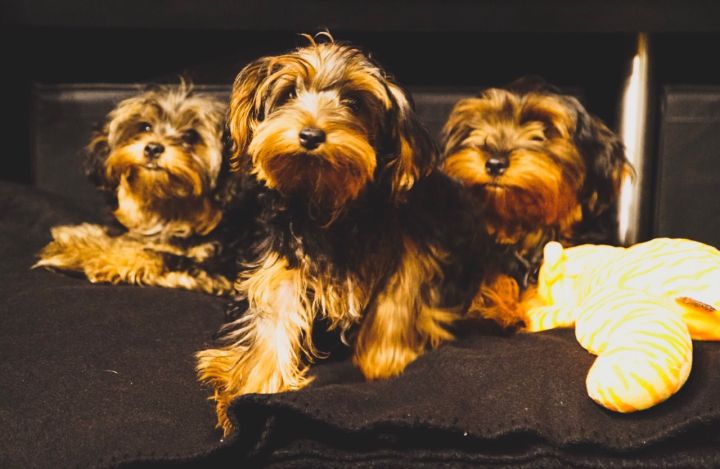 Da Brat’s Dogs