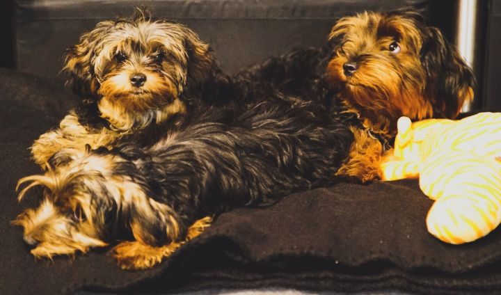 Da Brat’s Dogs