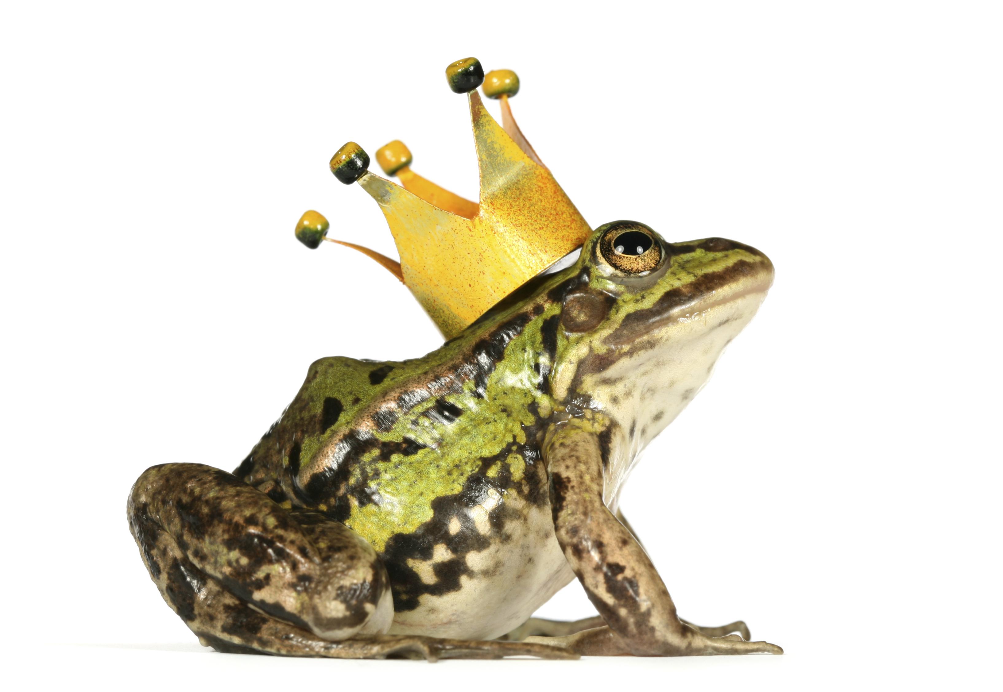 frog with crown