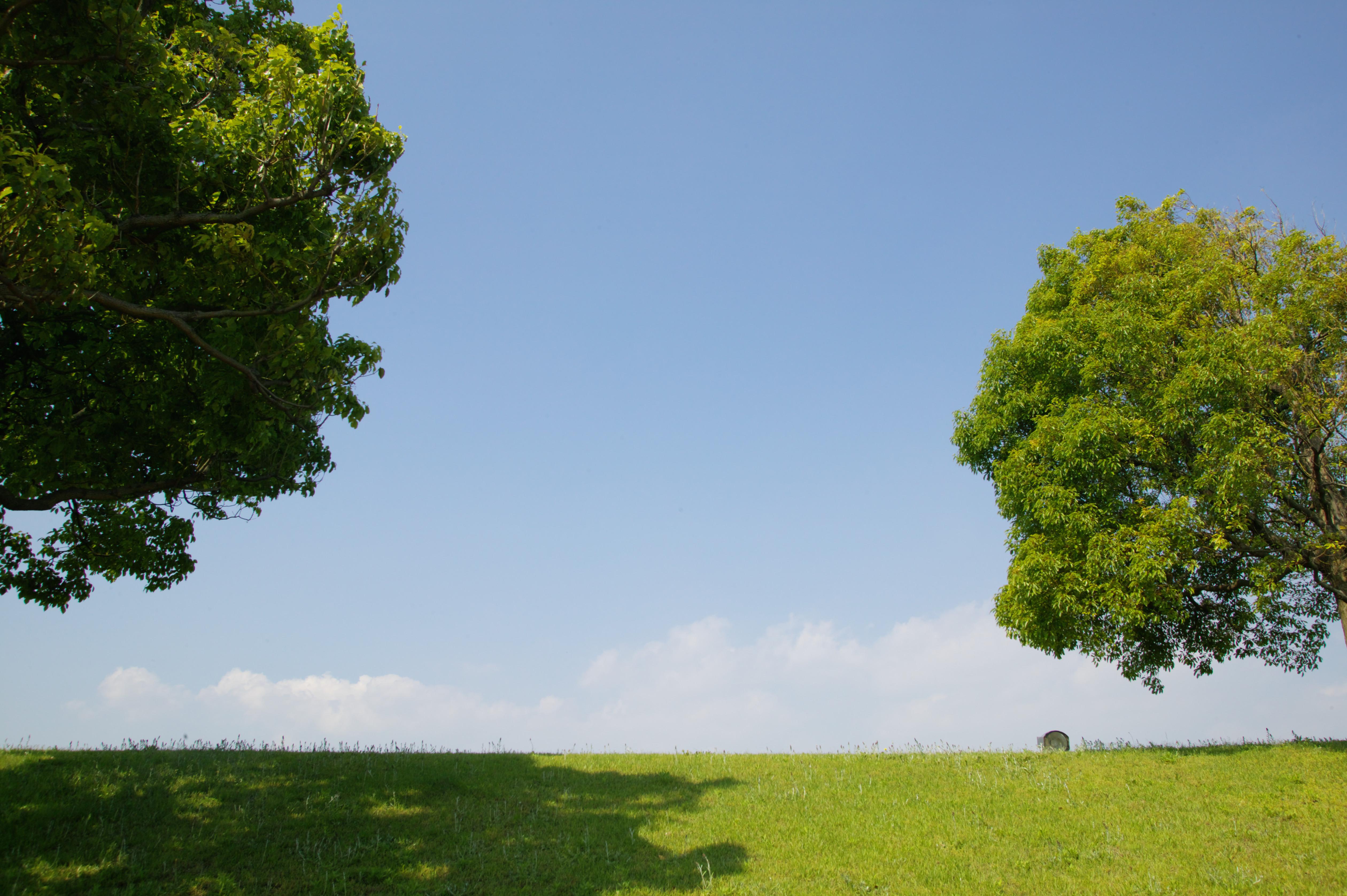 Trees and grass in park