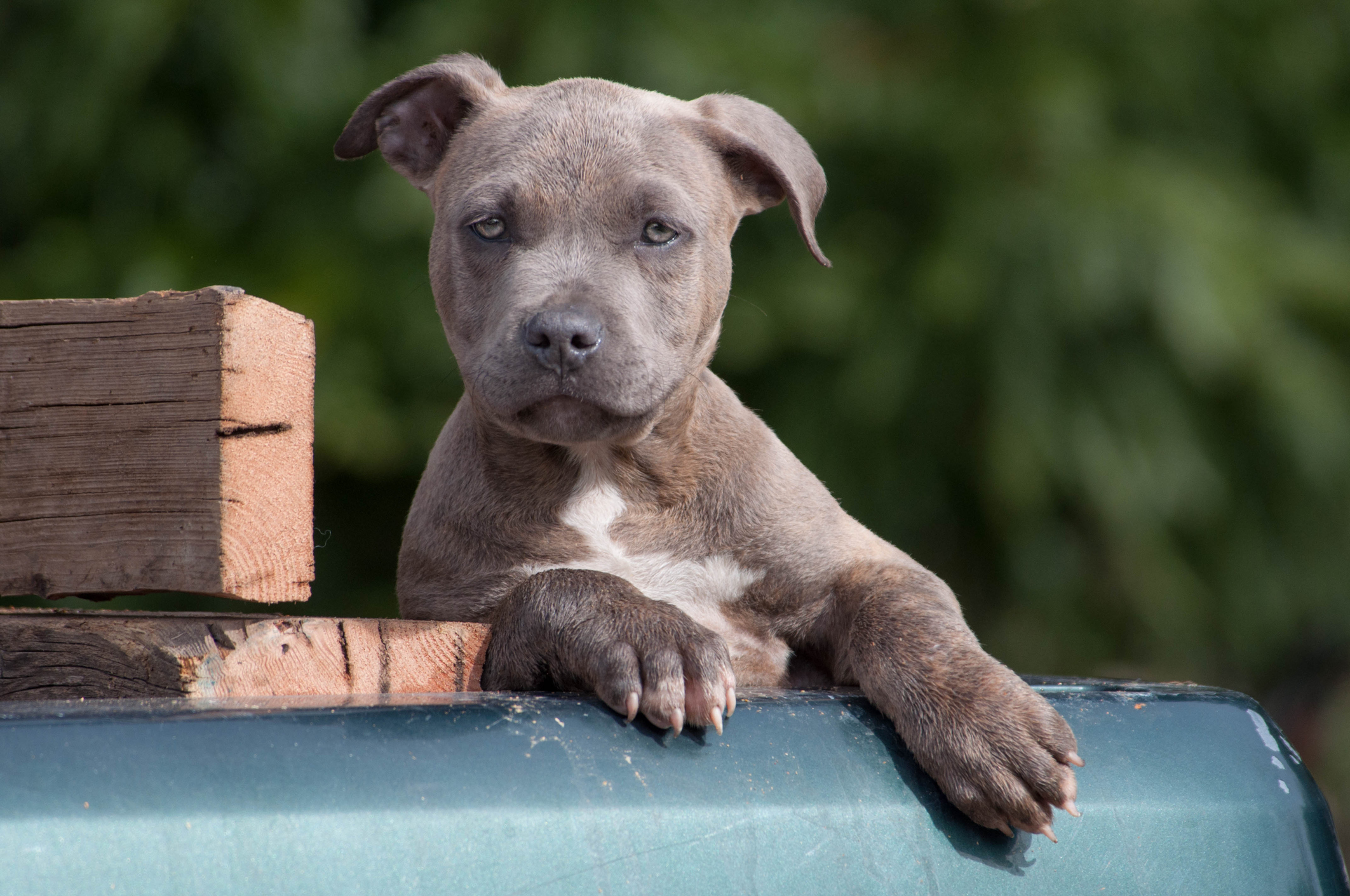 Blue Brindle blue-eyed pit bull terrier puppy looking at camera