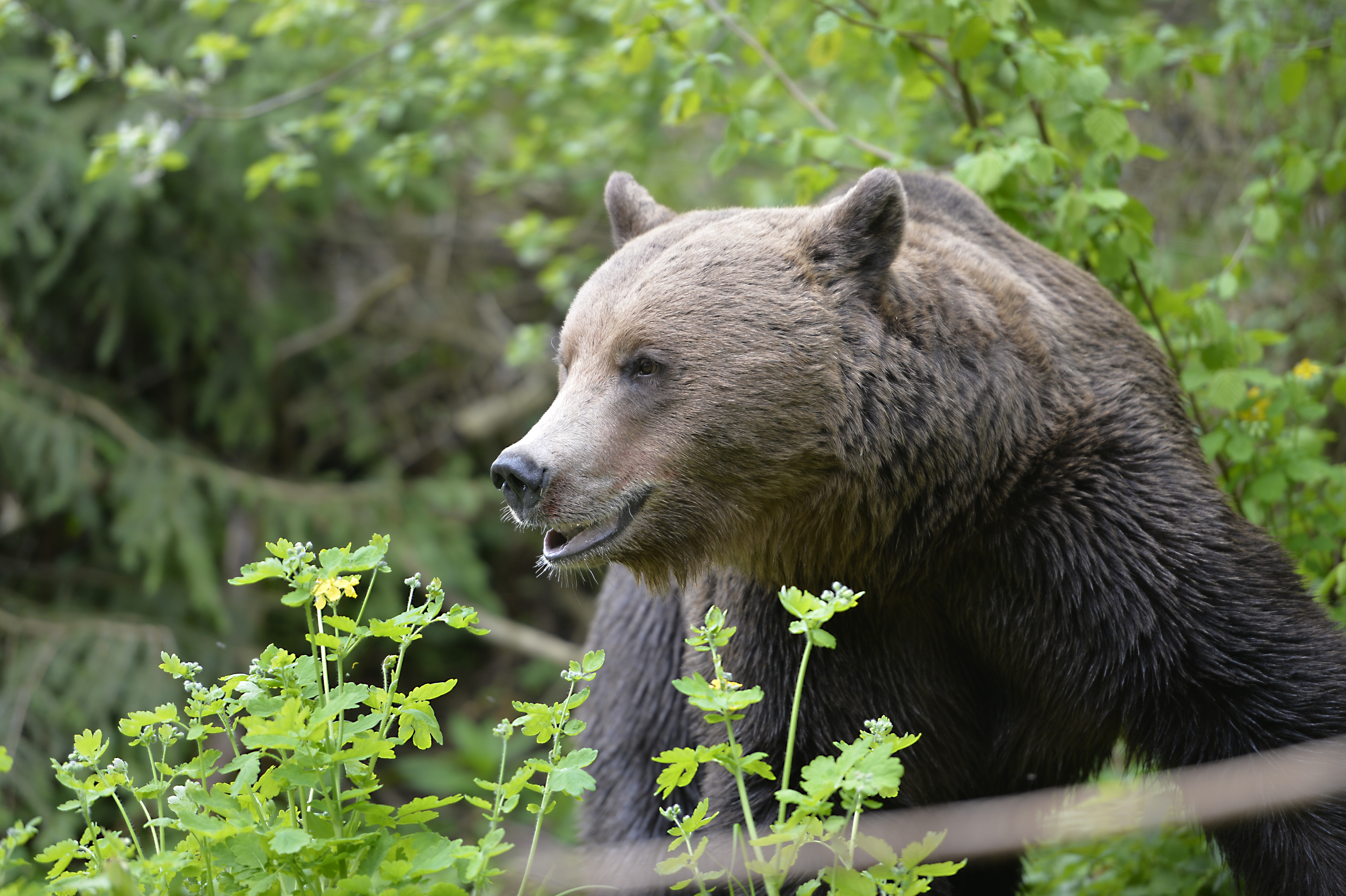 Romania - Carpathian Mountains, Transylvania