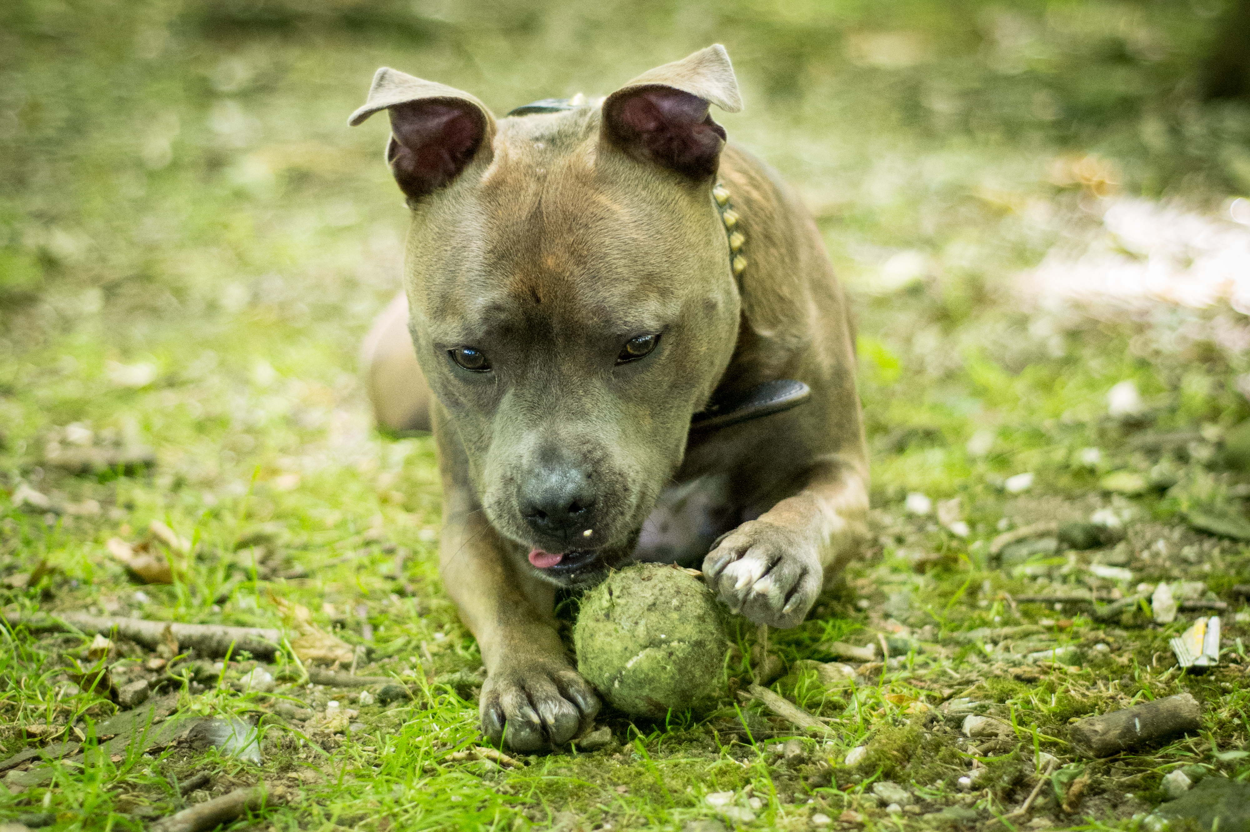 A Staffordshire Bull Terrier paling with a tennis ball