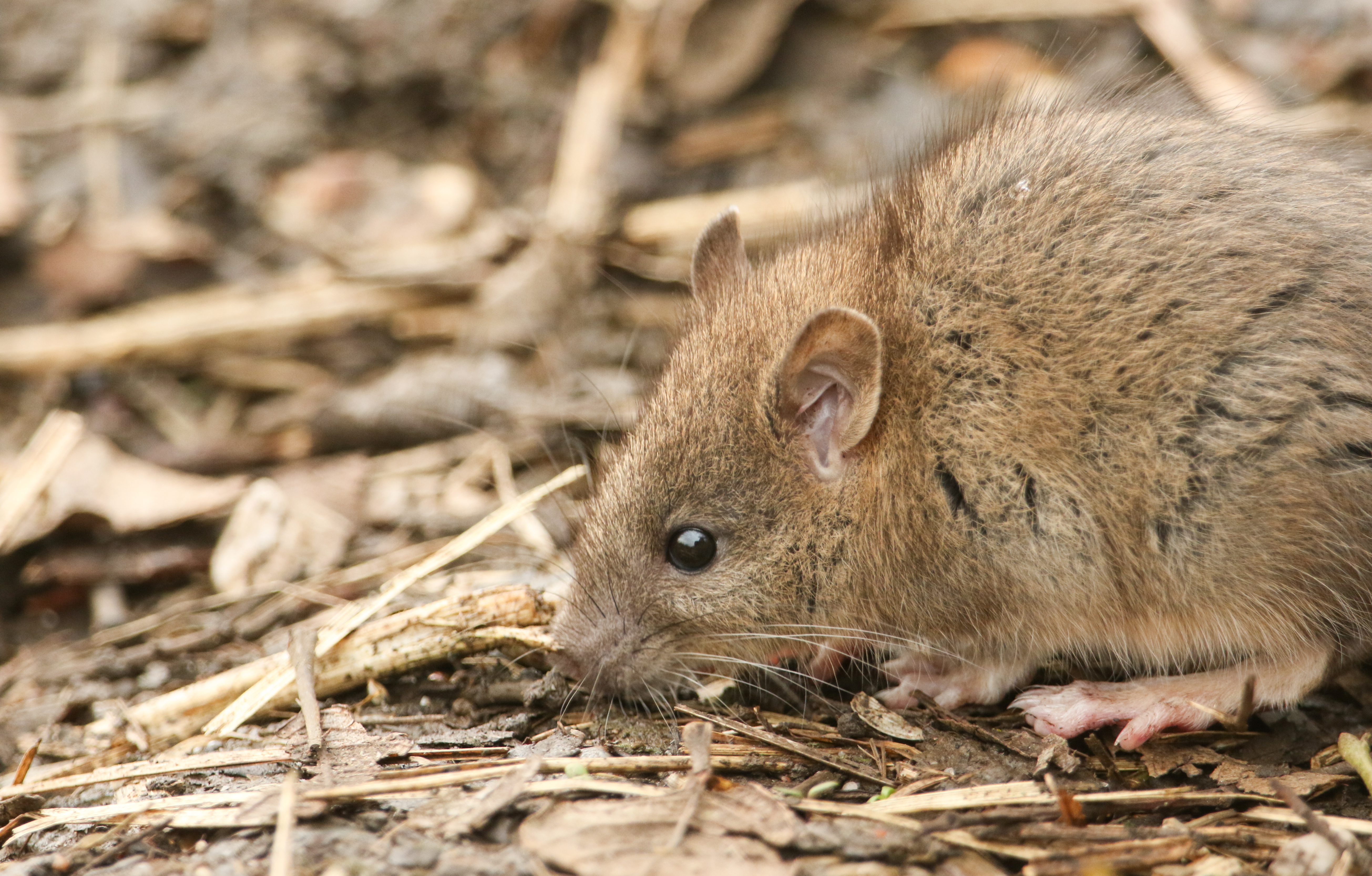 A cute baby Brown Rat (Rattus norvegicus) searching around on the ground for food.