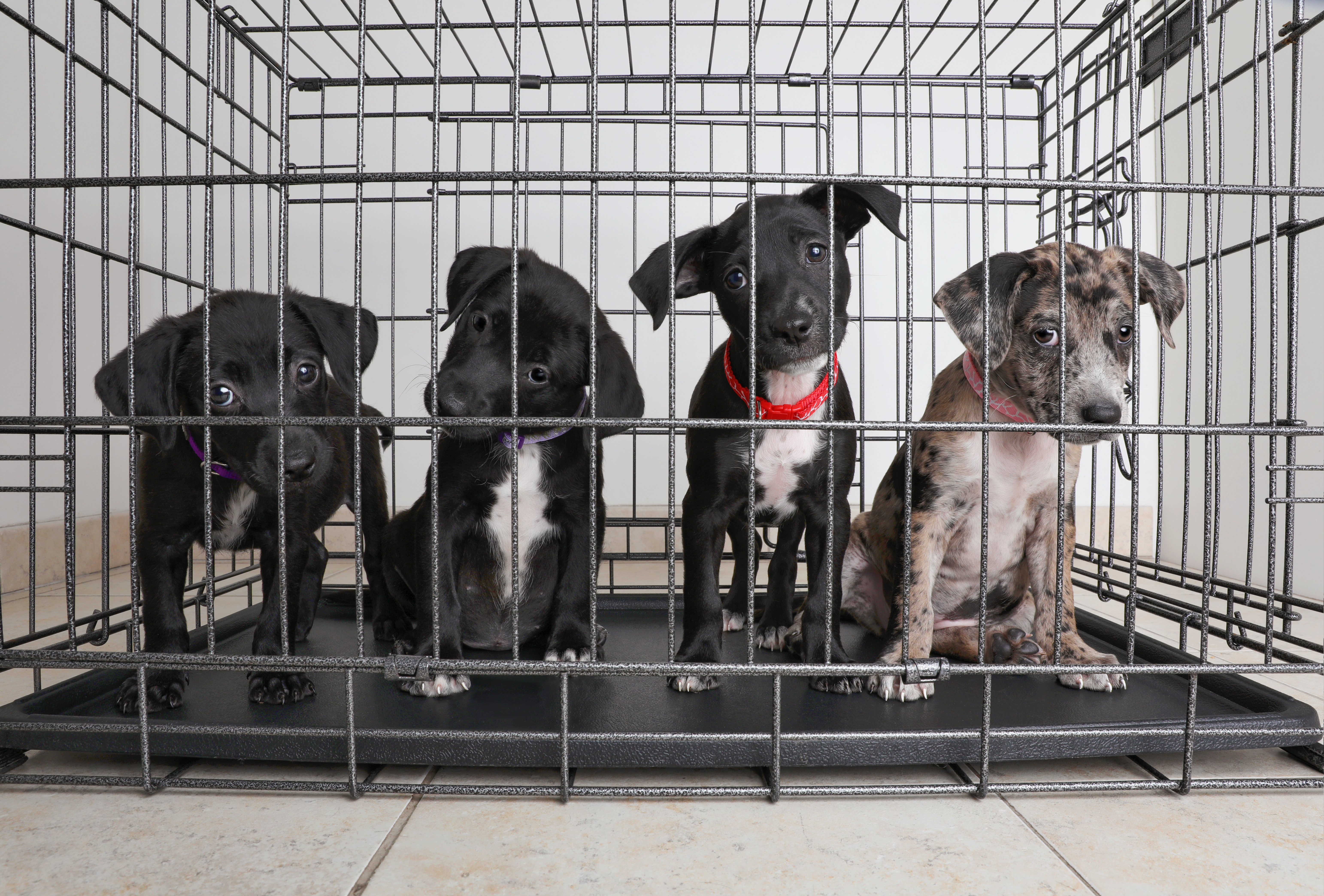 Litter of puppies in animal shelter. Catahoula Leopard Dog, Pit Bull Terrier mixed dogs
