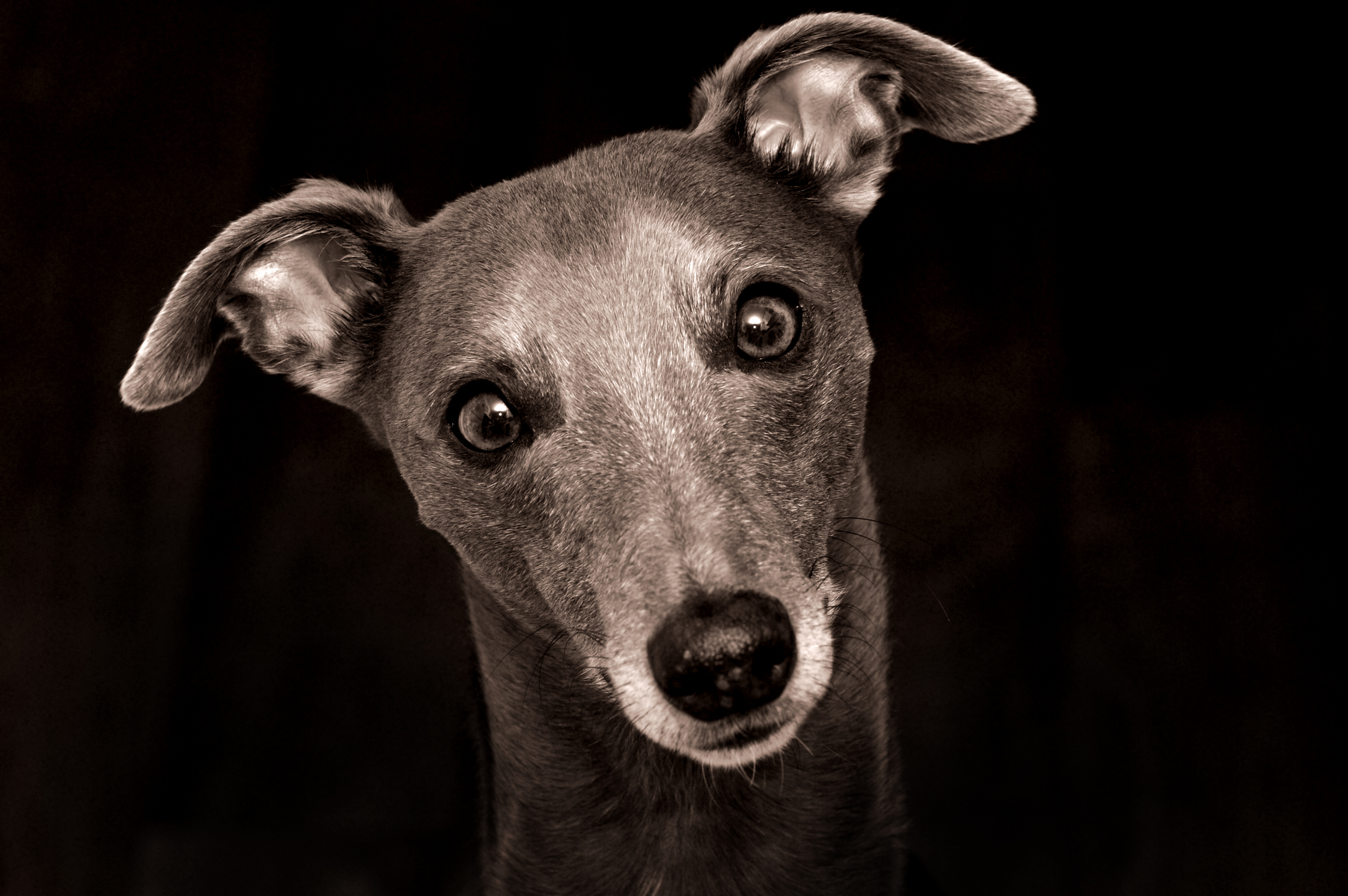 Whippet Dog Portrait