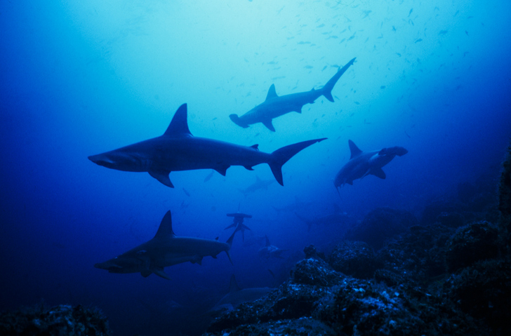 Scalloped Hammerhead Sharks.